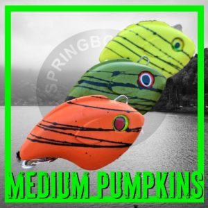 Medium Pumpkins